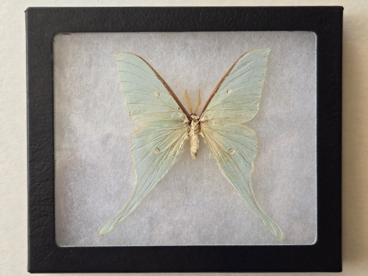 Framed Actias felicis, RARE Chinese Moon Moth