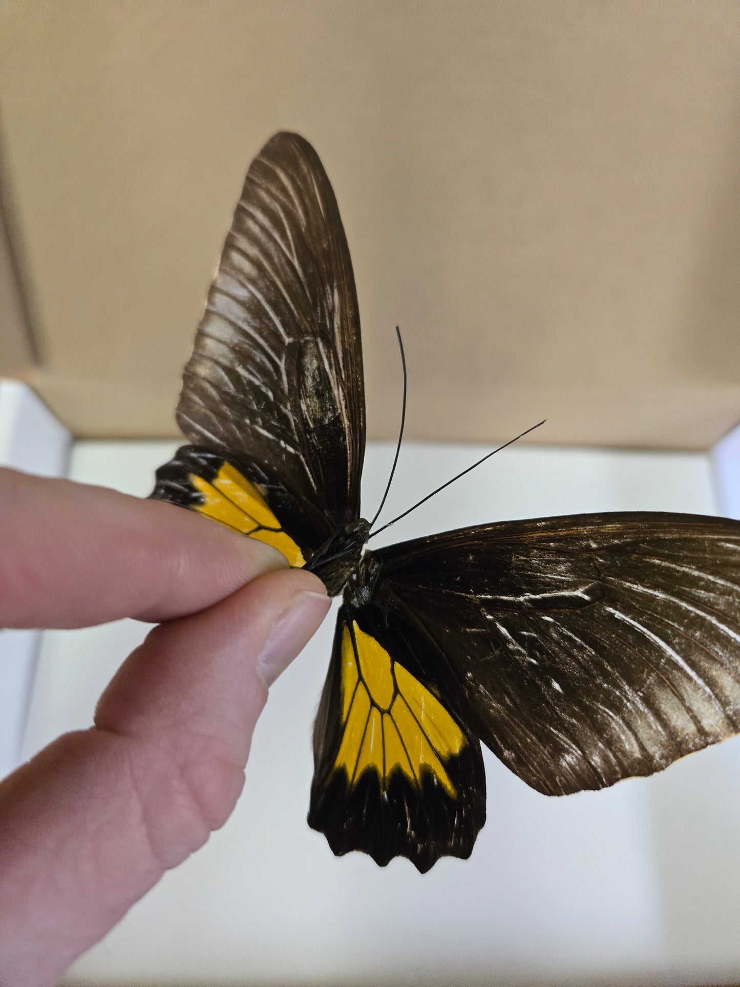 HISTORICAL RARITY! Please Read! Spread Birdwing A2 LOT 431