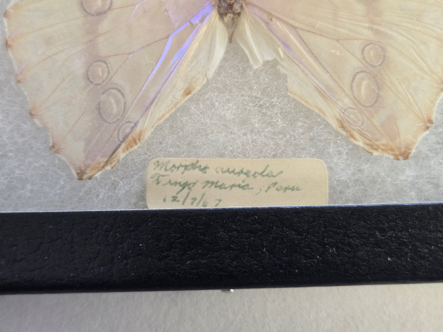 Vintage 1967 Morpho aurora Framed