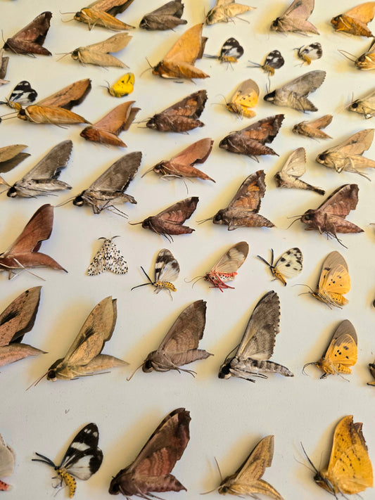 Mixed lot of REAL Moths for artwork, crafts, and projects! Assorted