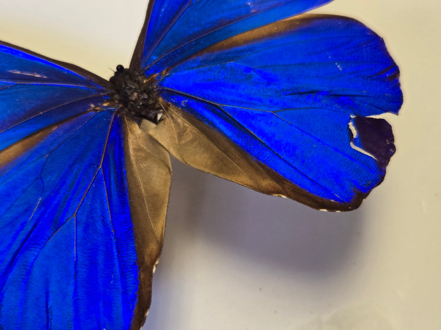 Blue Morpho, Spread Morpho rhetenor cacica A- LOT 434