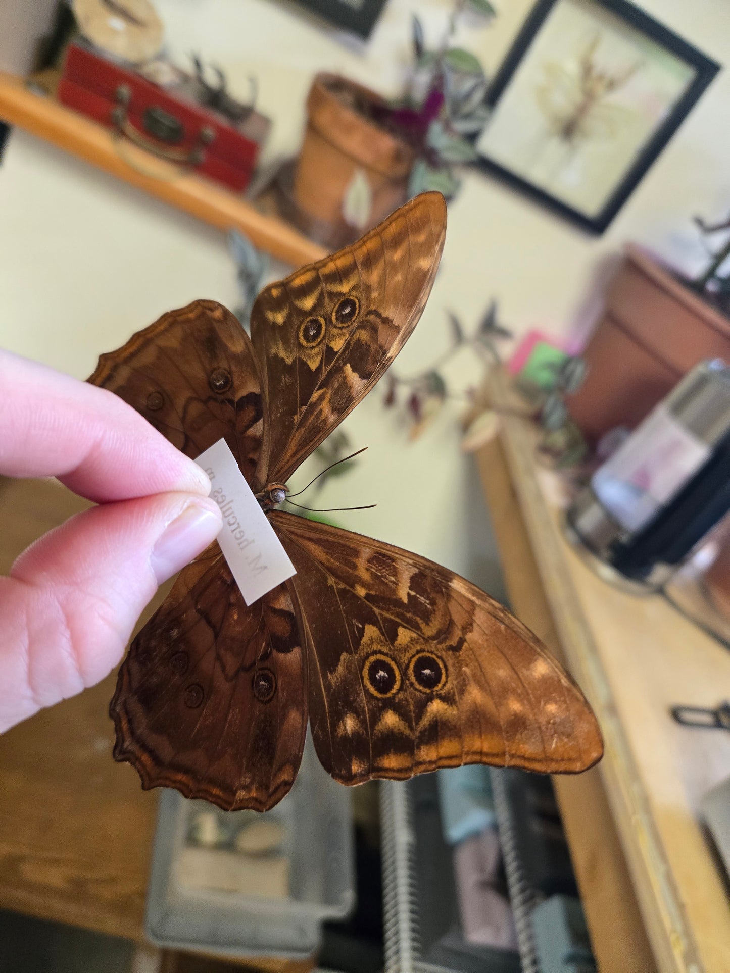 Morpho hercules, Spread LOT 445