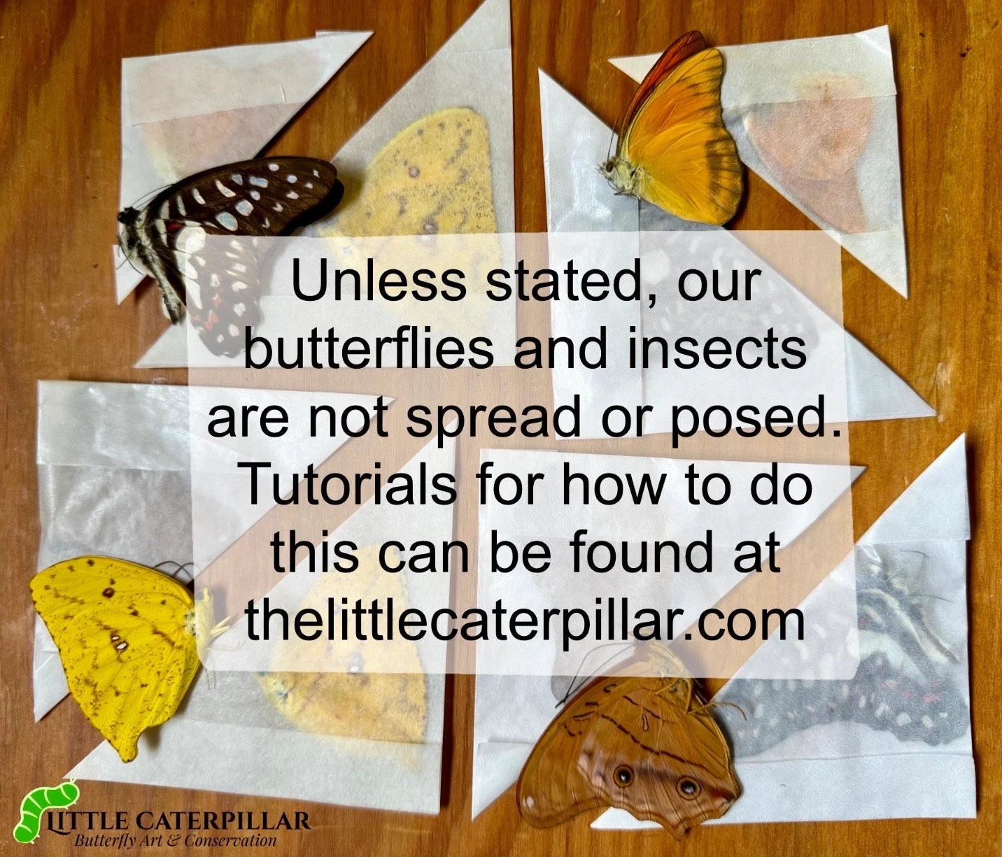 'Natural Death' USA Monarch Butterfly--NO KILL!-- Sustainably + Ethically Sourced! 'Danaus plexippus'