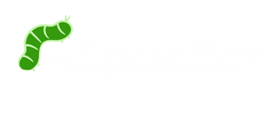 Little Caterpillar Art