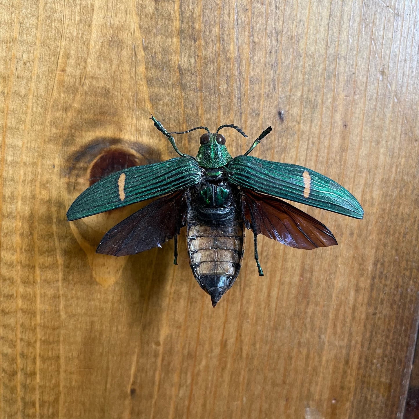 LARGE Jewel Beetle 'Catoxantha opulenta' Wings Closed