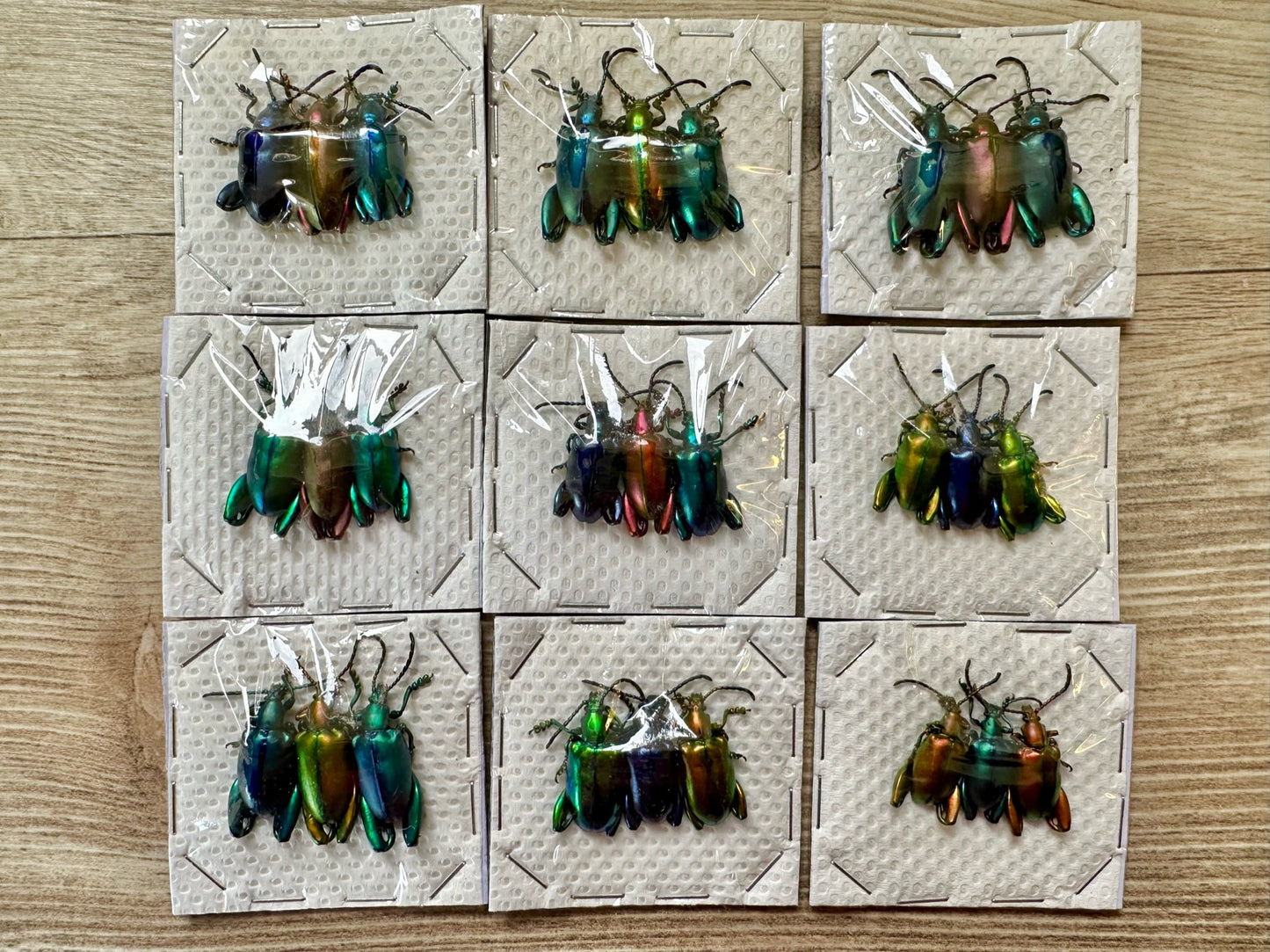 REAL Sagra femorata, Set of 3 Frog Leg Beetles