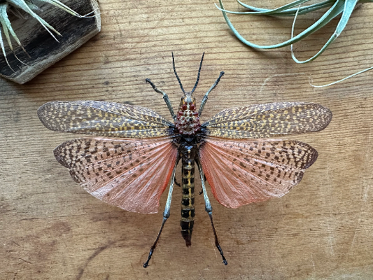 Rainbow Milkweed Locust 'Phymatueus saxosus'