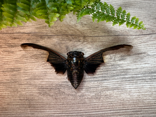 Black and White Batwing Cicada 'Cryptotympana aquila'