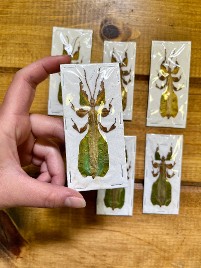 REAL Male Phyllium pulchrifolium leaf insect