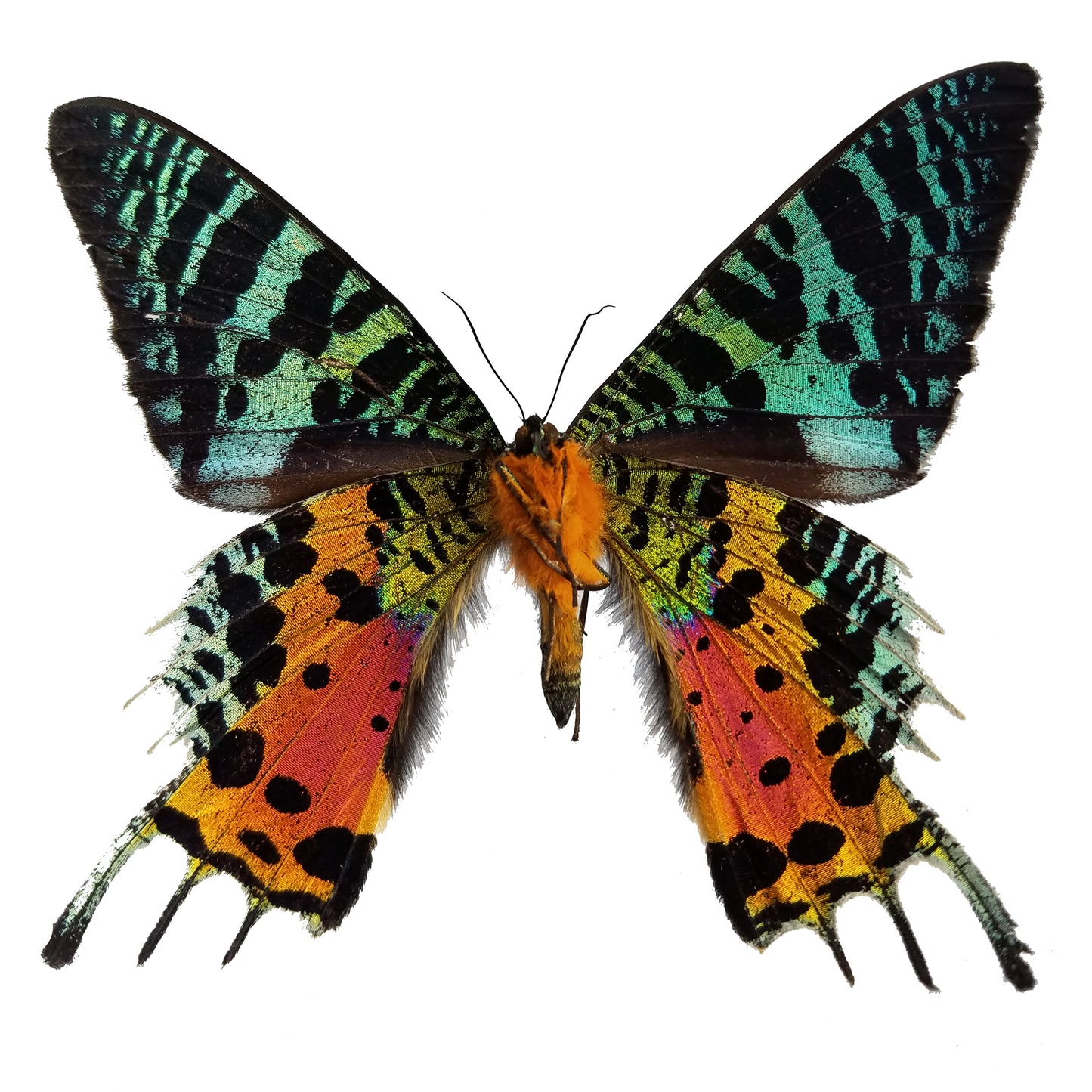 Urania ripheus, Madagascar Sunset Moth - Little Caterpillar Art Little Caterpillar Art Butterfly Specimens