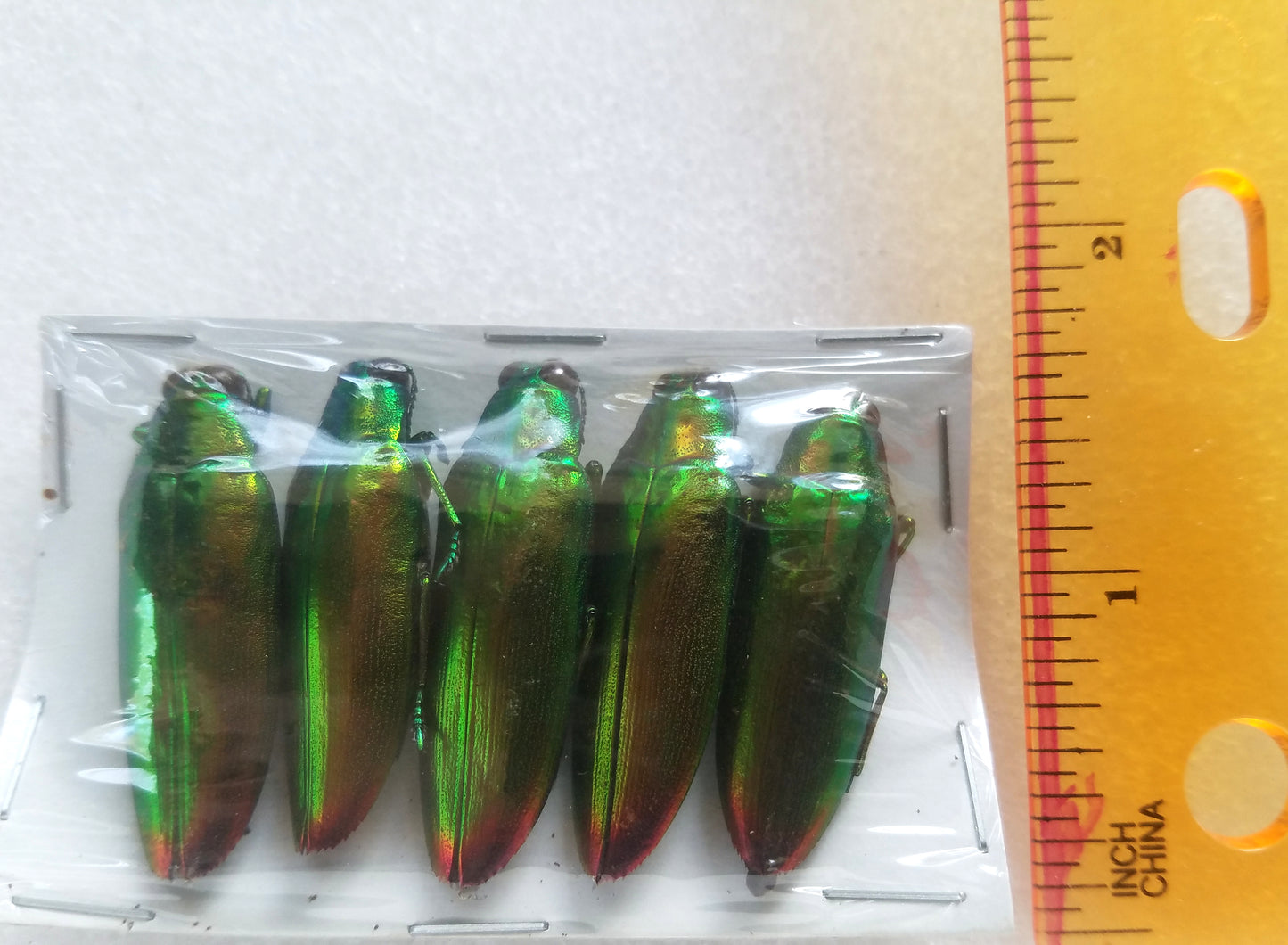 BULK WHOLESALE! Metallic Green Real Beetle, Chyrsochroa fulminans - Little Caterpillar Art Little Caterpillar Art Insect Specimens