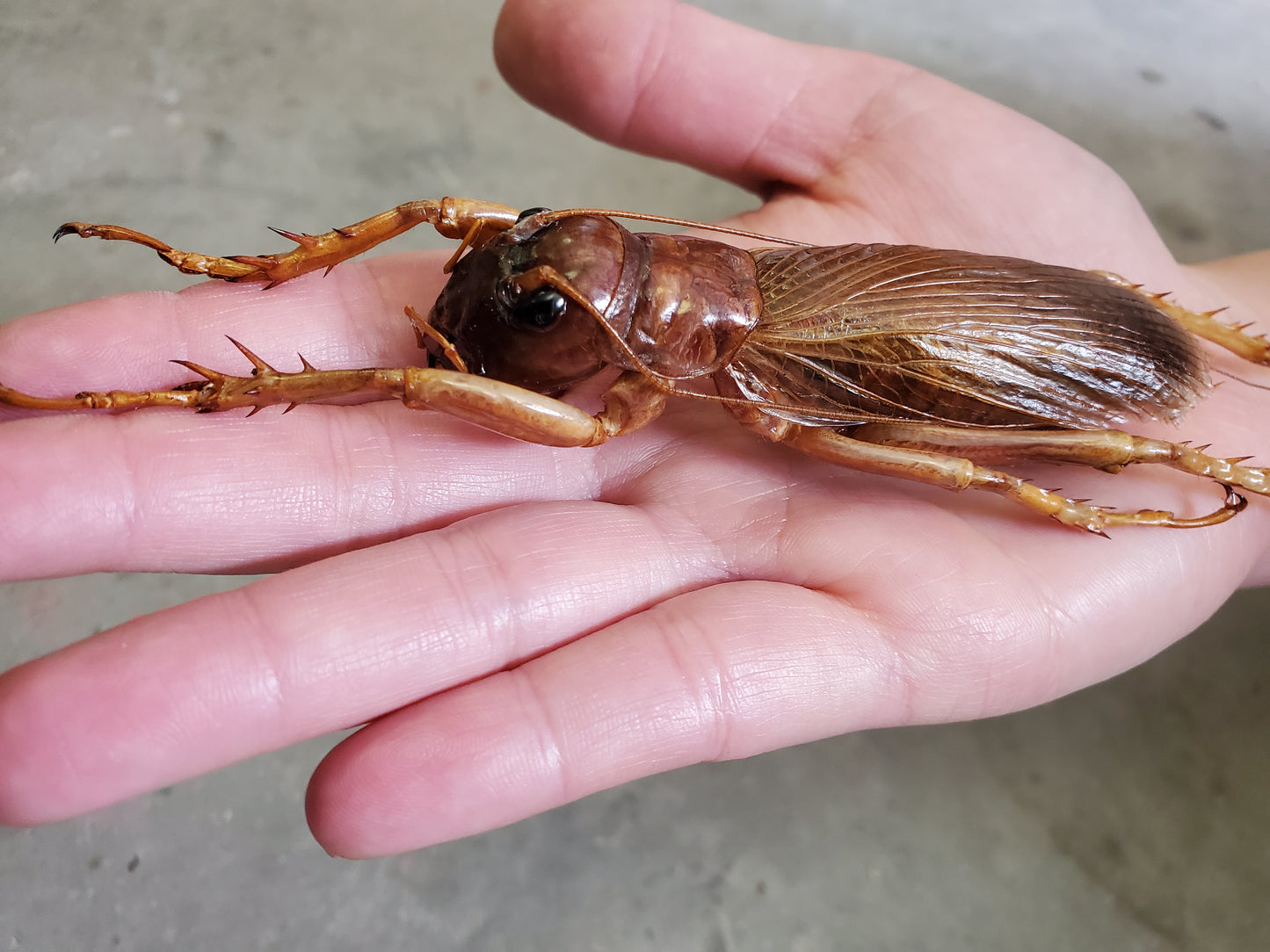 GIANT Sia Ferox Jungle Cricket