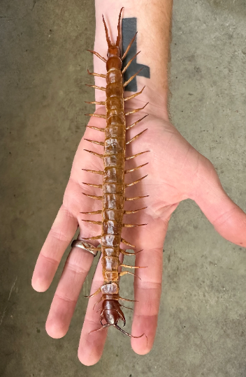 GIANT Centipede 'Scolopendra subspines' REAL