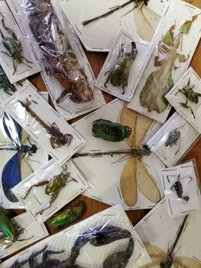 Assorted Bugs and Beetles! DAMAGED GRAB BAG