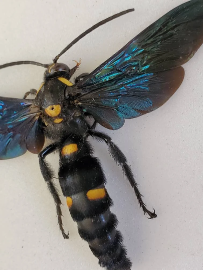 GIANT WASP Megascolia procer XL Real huge bug
