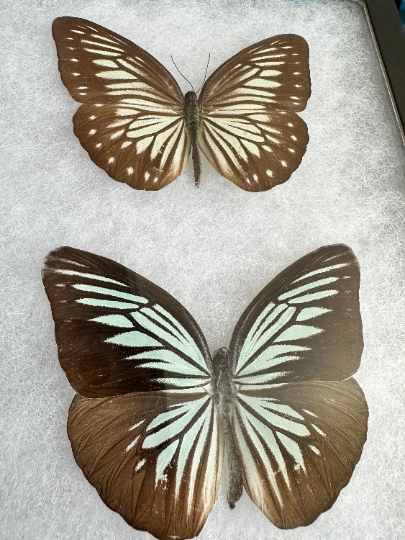 Pareronia tritaea Blue Wanderer Butterfly Male and Female Pair, FRAMED