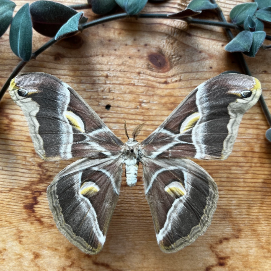 REAL Eri Silkmoth 'Samia ricini' MOTH Unspread
