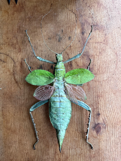 Heteropteryx dilatata, SPREAD Jungle Nymph Weird giant bug