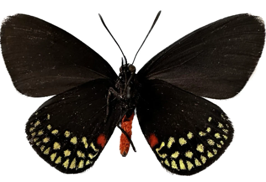 Atala Butterfly 'Eumeaus atala'