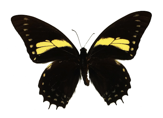 REAL Papilio aristeus AMAZON BUTTERFLY Large Swallowtail