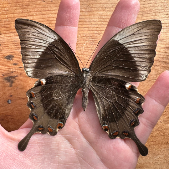 Emerald Peacock Swallowtail 'Papilio palinuris' Real Butterfly