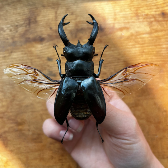 Hexarthrius buqueti, HUGE Stag Beetle (wings closed)