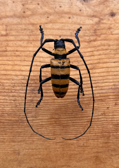 Orange & Black Tiger Stripe Longhorn Beetle 'Nemophas grayii' Male