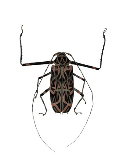 HUGE Harlequin Beetle Acrocinus Longimanus male and female pair - Little Caterpillar Art Little Caterpillar Art