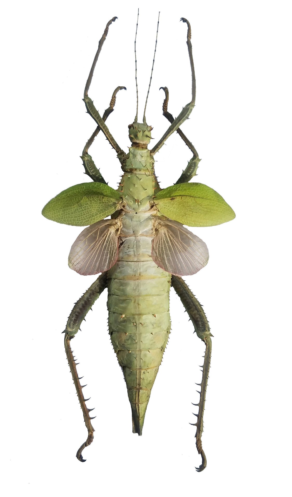 Heteropteryx dilatata, HUGE Jungle Nymph UNSPREAD - Little Caterpillar Art Little Caterpillar Art Insect Specimens