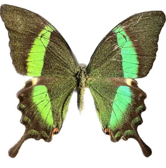 Emerald Peacock Swallowtail 'Papilio palinuris' Real Butterfly