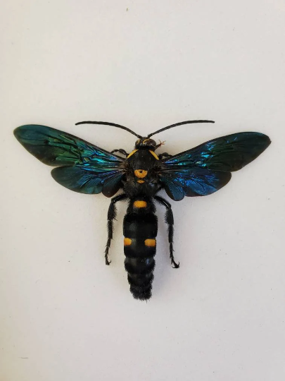 GIANT WASP Megascolia procer XL Real huge bug