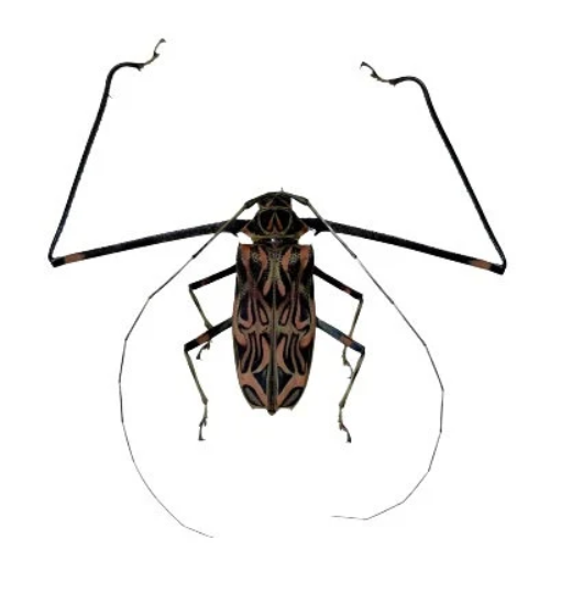 HUGE Harlequin Beetle Acrocinus Longimanus male and female pair - Little Caterpillar Art Little Caterpillar Art