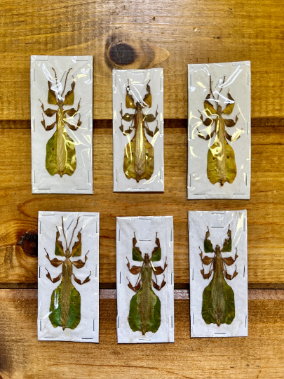 REAL Male Phyllium pulchrifolium leaf insect