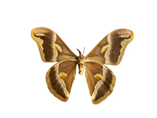 REAL Eri Silkmoth 'Samia ricini' MOTH Unspread
