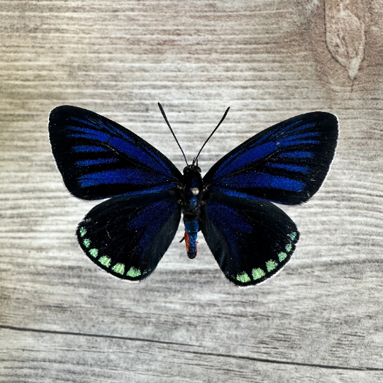 Atala Butterfly 'Eumeaus atala'