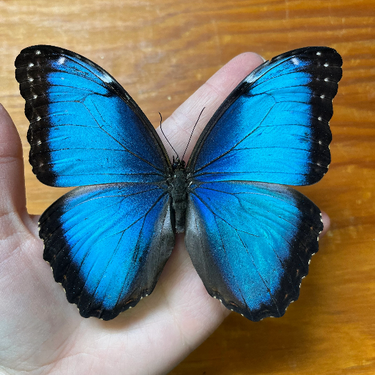 Morpho helenor FRAMED Blue Morpho Butterfly