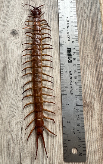 GIANT Centipede 'Scolopendra subspines' REAL