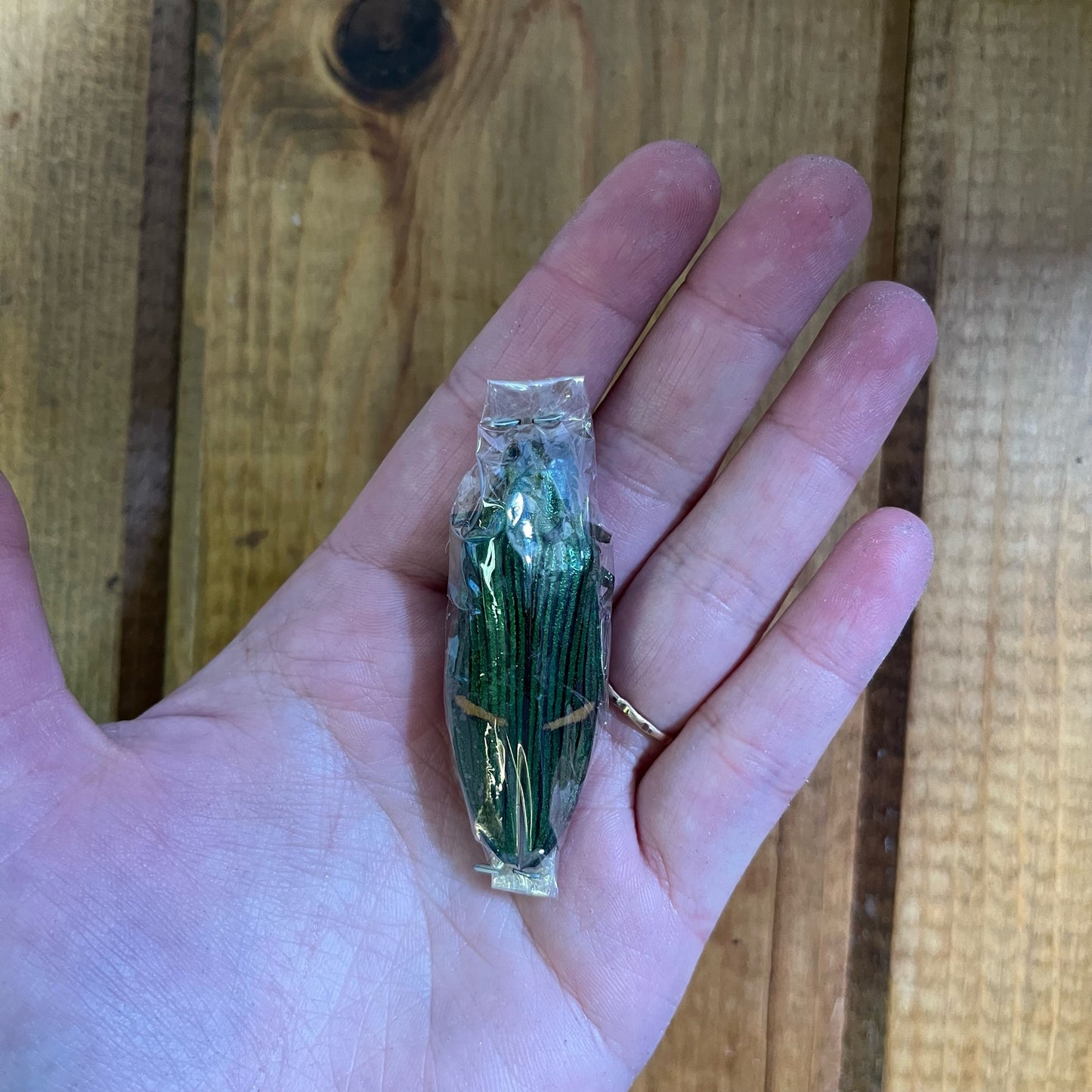 LARGE Jewel Beetle 'Catoxantha opulenta' Wings Closed