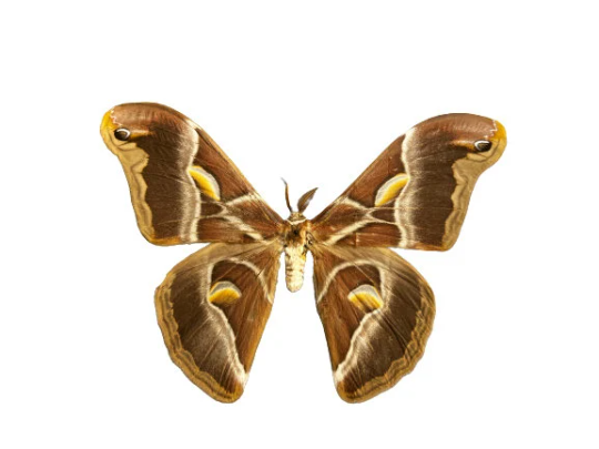 REAL Eri Silkmoth 'Samia ricini' MOTH Unspread