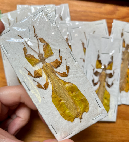 REAL Male Phyllium pulchrifolium leaf insect
