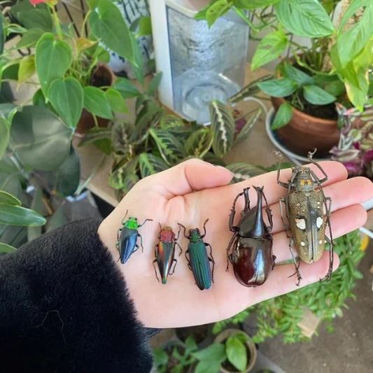 Assorted Beetles Mix - Little Caterpillar Art Little Caterpillar Art Insect Specimens