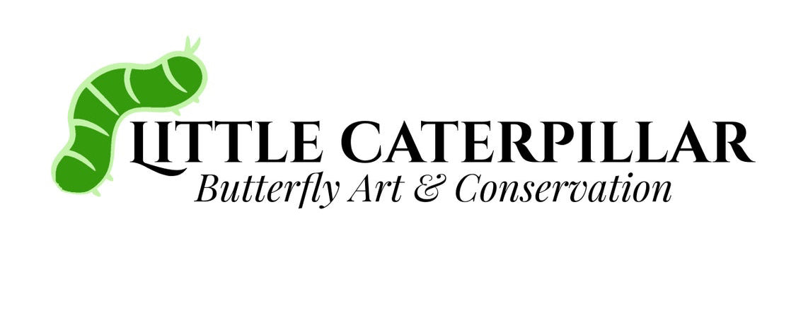 88 Butterfly, Callicore hystaspes, eighty-eight - Little Caterpillar Art Little Caterpillar Art