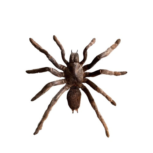 Cocoa tarantula 'Eurypelma spinicrus' Unspread Spider