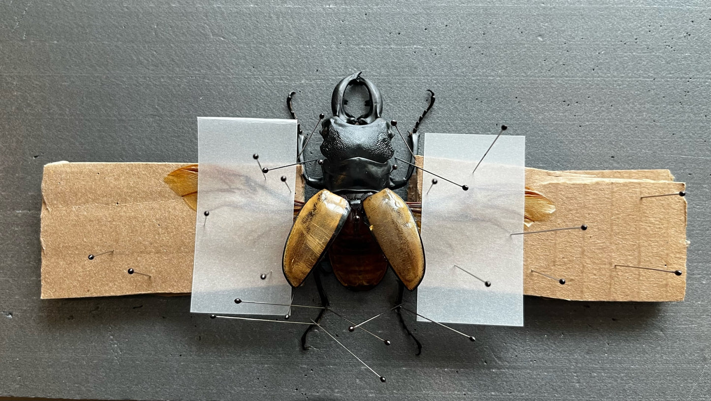 Insect/Butterfly Wing Spreading Strips Vellum Paper