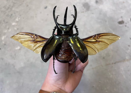 REAL Chalcosoma atlas, Rhinoceros Giant Beetle