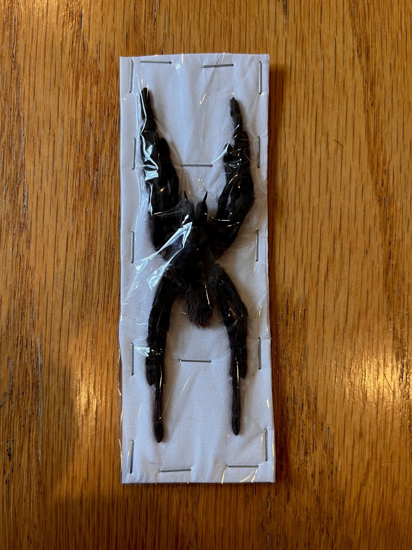 Cocoa tarantula 'Eurypelma spinicrus' Unspread Spider