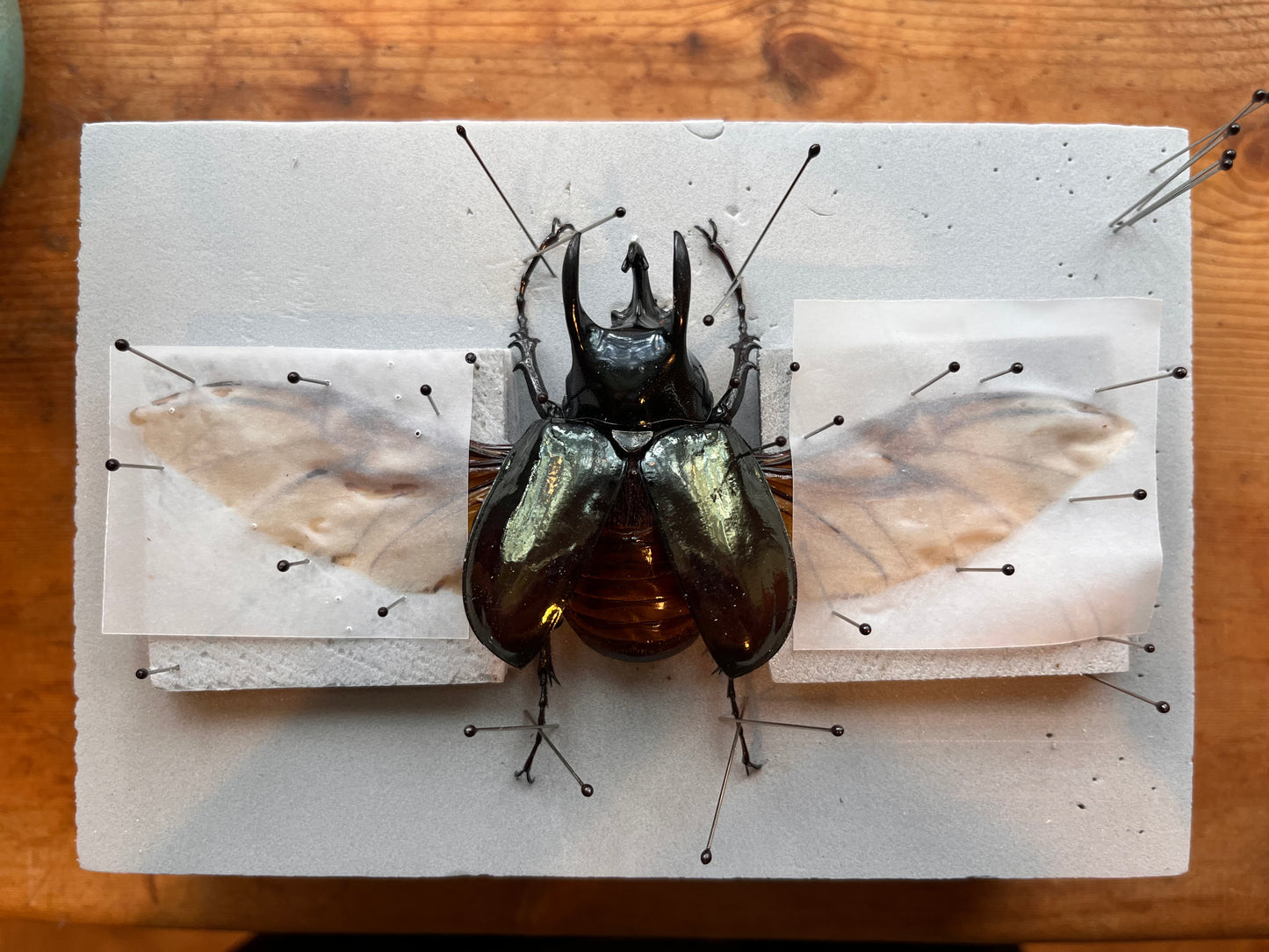 Complete Beetle Mounting Kit with Insect Spreading Board