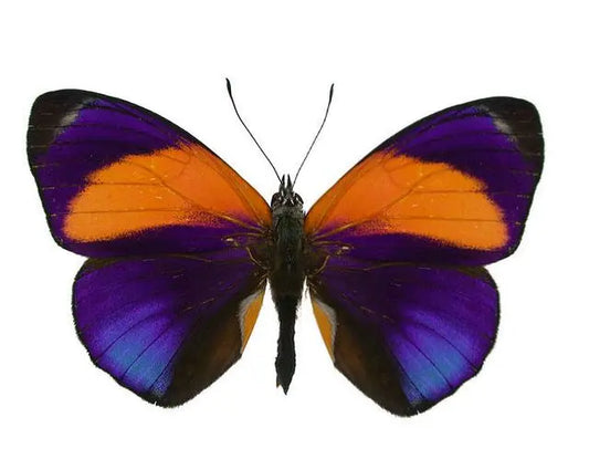 Asterope markii davisii, Dotted Glory Butterfly - Little Caterpillar Art Little Caterpillar Art Butterfly Specimens