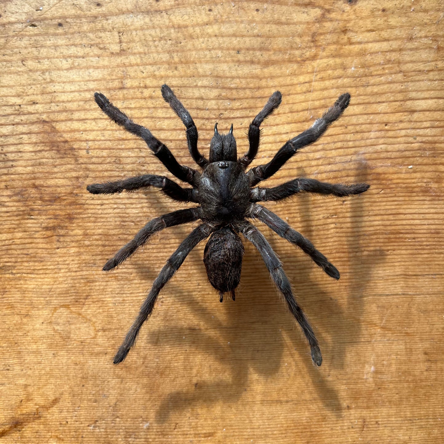 Cocoa tarantula 'Eurypelma spinicrus' Unspread Spider
