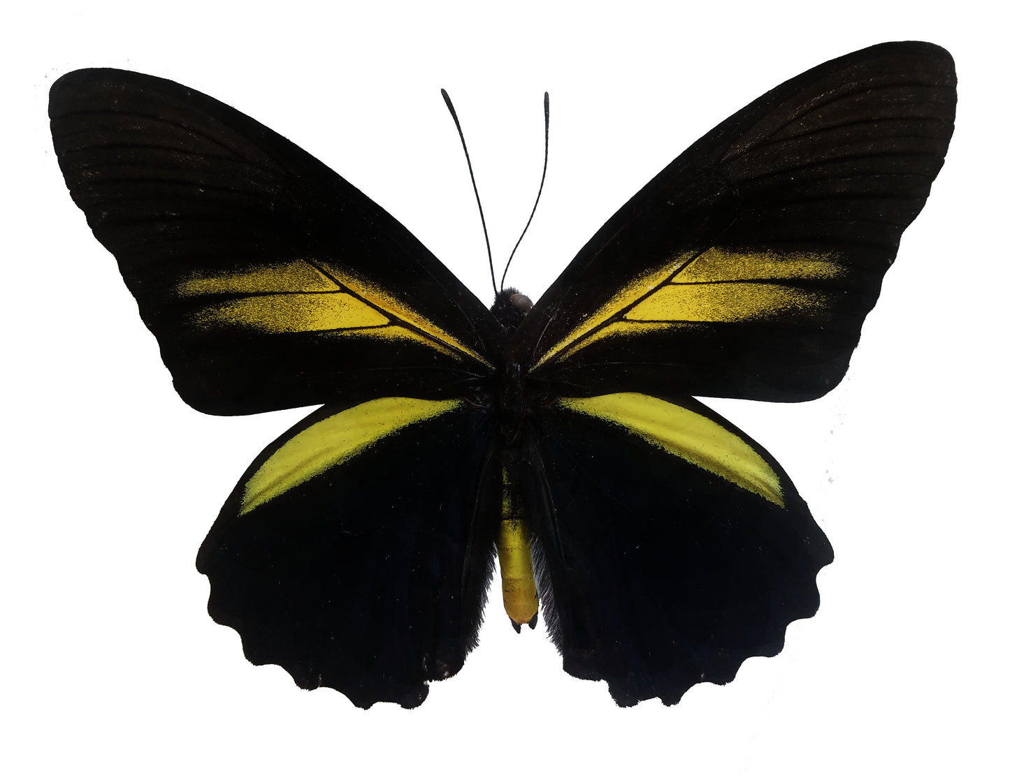 Battus crassus, Crassus Swallowtail Butterfly - Little Caterpillar Art Little Caterpillar Art Butterfly Specimens